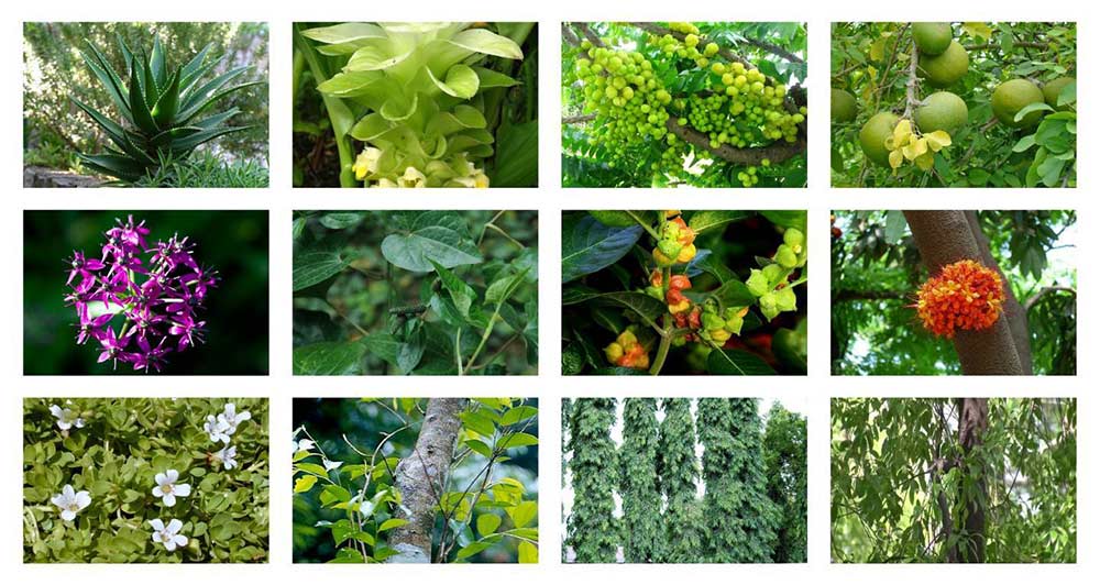 plant plant