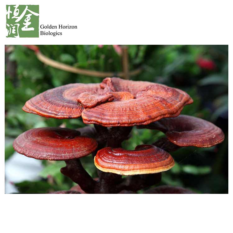 100% Natural Reishi Mushroom Extract 10%~50% Polysaccharide