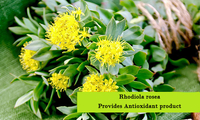 Rhodiola extract is effective anti-oxidant ingredient