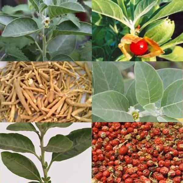 Best Ashwagandha Powder/Ashwagandha Root Extract Withanolides 5%