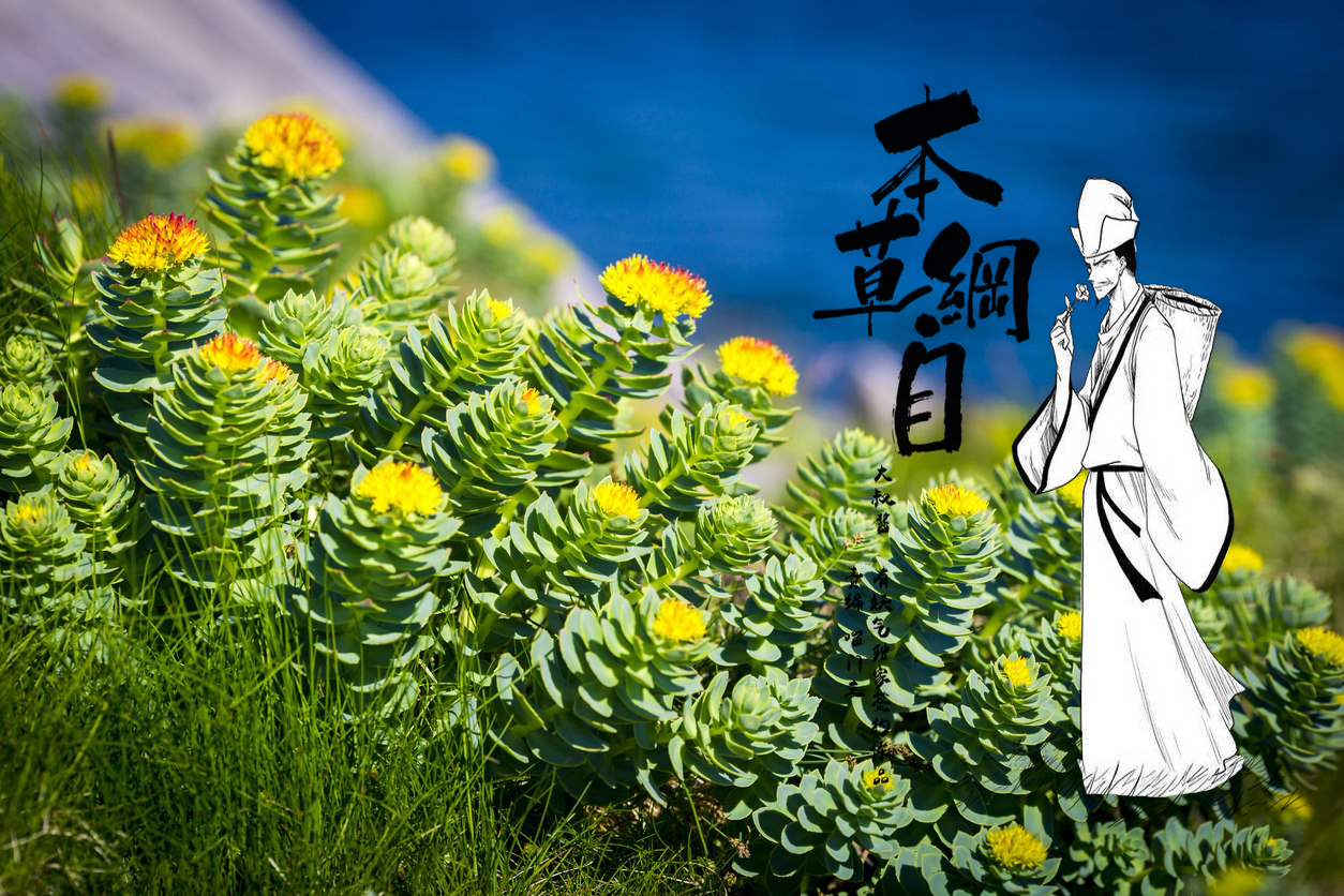 rhodiola rosea extract rhodiola rosea extract