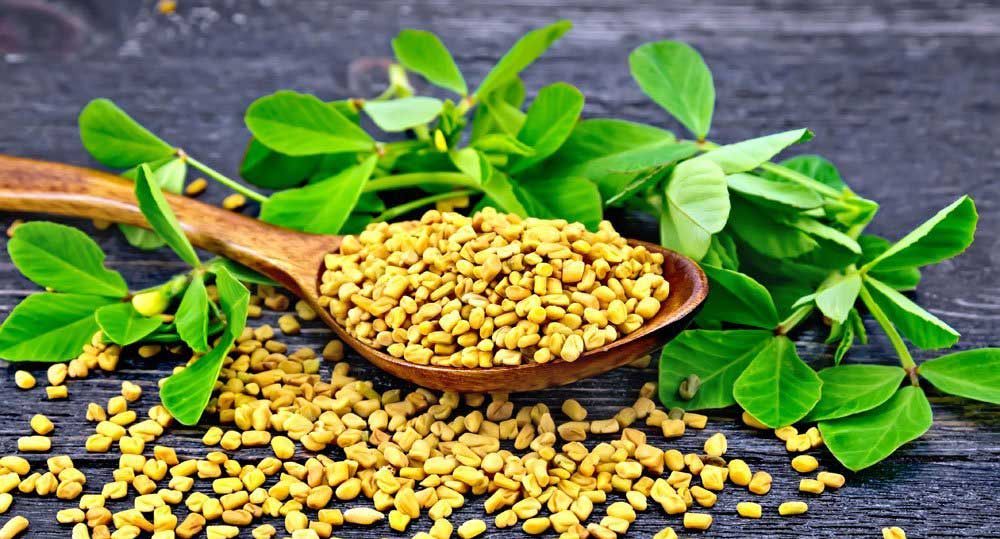 Fenugreek