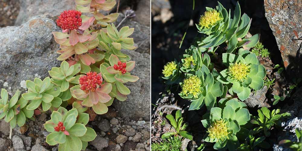 Rhodiola rosea