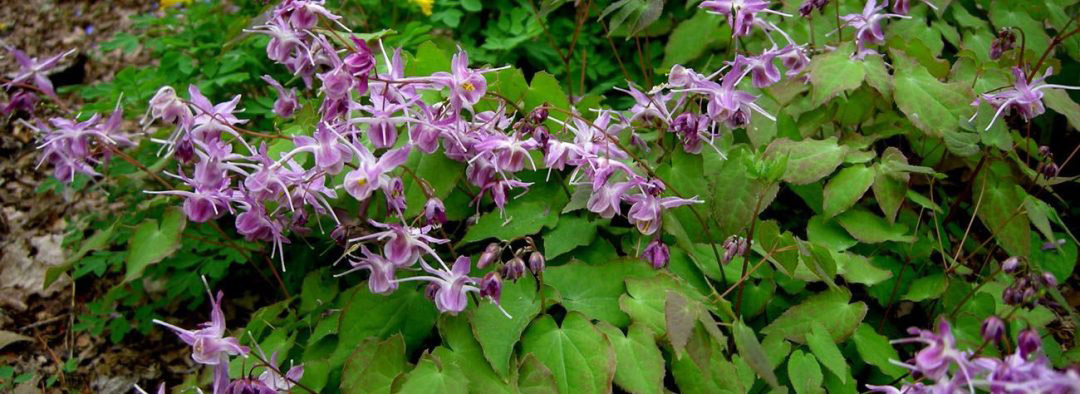 Epimedium 1