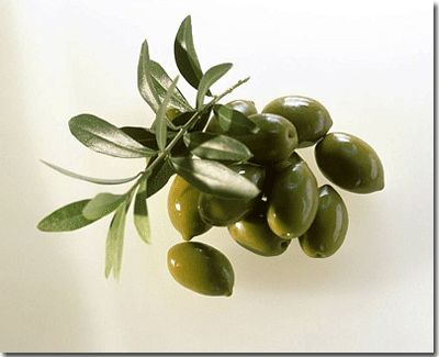 Oleuropein Olive Leaf Extract Oleuropein & Hydroxytyrosol Powder