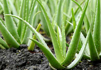  China Aloe Extract Industry Overview 2017-2021 - Research and Markets 