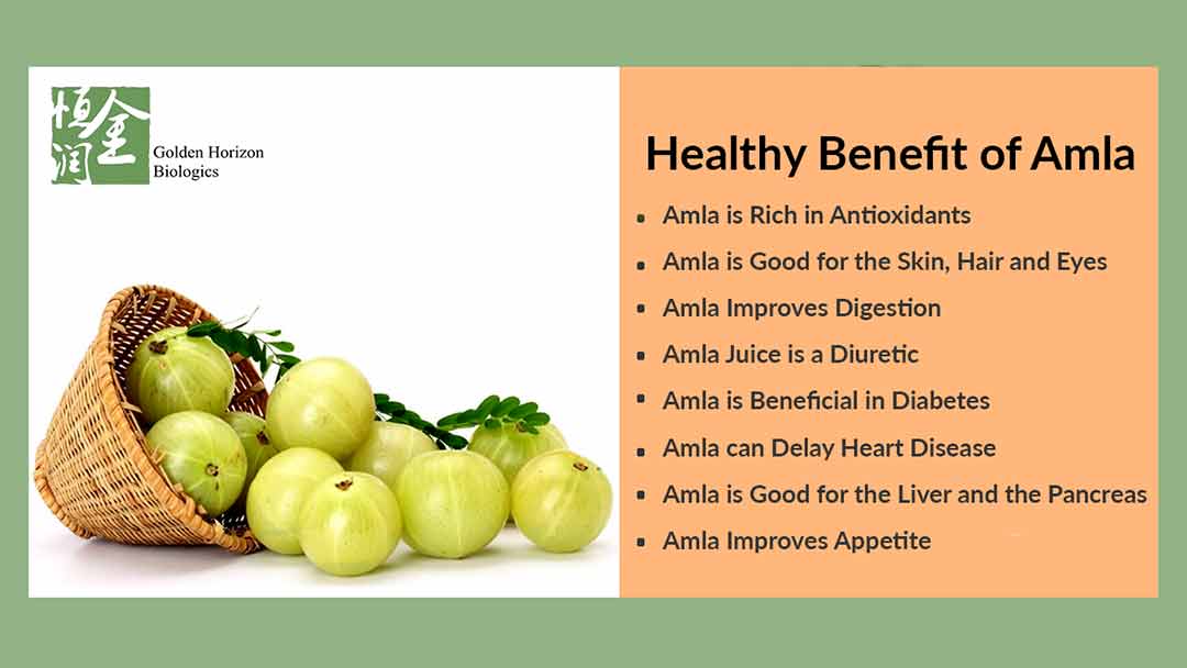 Whosale High Quality Amla Fruit Powder for Hair - Buy amla fruit powder