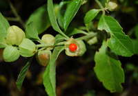 Ancient herb ashwagandha gives boost to modern world 