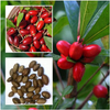 Anti-tumors Products Miracle Berry Extract Powder 