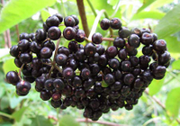  Elderberry Syrup: the Deliciously Sweet Cold and Flu Remedy that Works