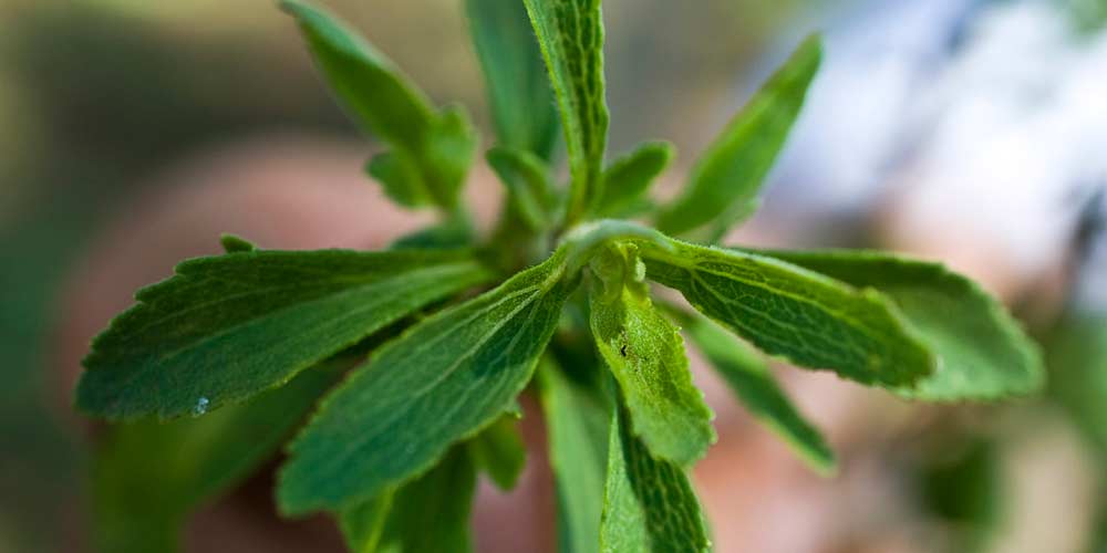 stevia extract stevia extract